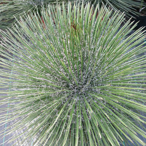 10pcs Agave geminiflora Succulents Garden Plants - Seeds
