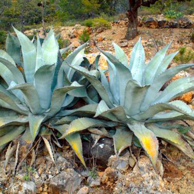 10pcs Agave americana Succulents Garden Plants - Seeds