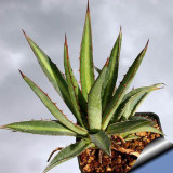 10pcs Agave funkiana Succulents Garden Plants - Seeds