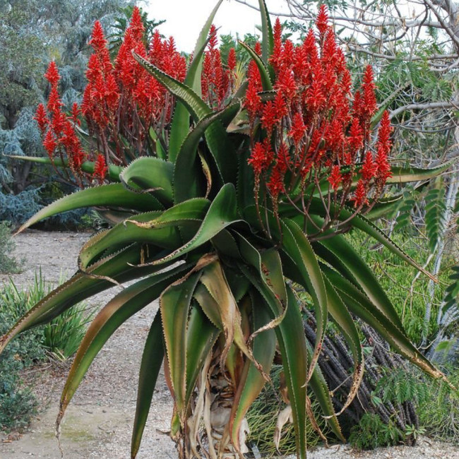 10pcs Aloe vaombe Succulents Garden Plants - Seeds