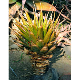10pcs Aloe lineata Succulents Garden Plants - Seeds