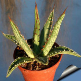 10pcs Agave difformis Succulents Garden Plants - Seeds