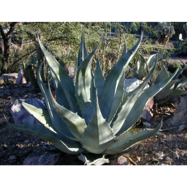 10pcs Agave gigantensis Succulents Garden Plants - Seeds