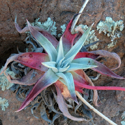 20pcs Dudleya collomiae Succulents Garden Plants - Seeds