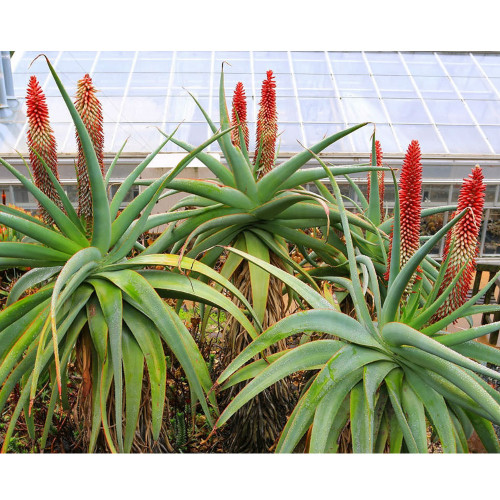 10pcs Aloe speciosa Succulents Garden Plants - Seeds