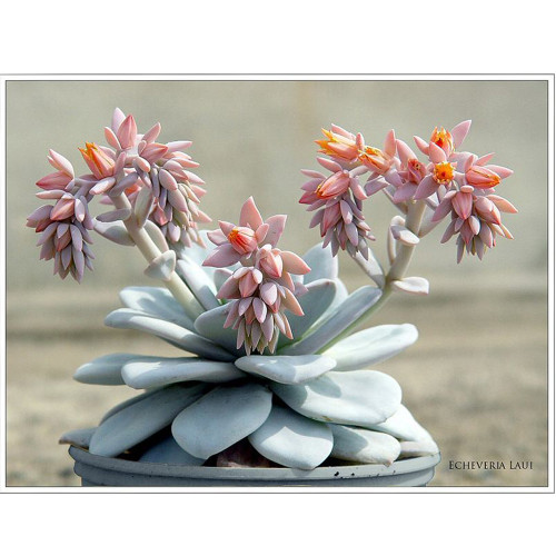 20pcs ECHEVERIA Laui Succulents Garden Plants - Seeds