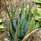 10pcs Aloe cryptopoda Succulents Garden Plants - Seeds