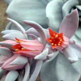 20pcs ECHEVERIA Laui Succulents Garden Plants - Seeds