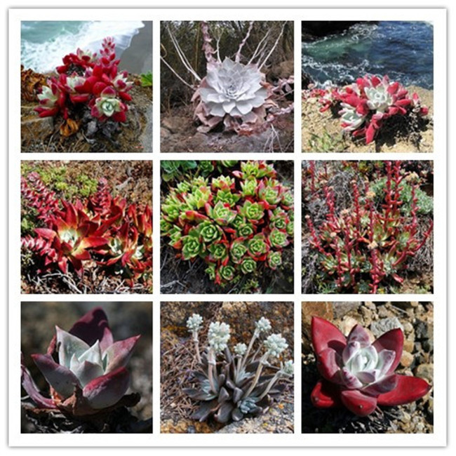 20pcs Dudleya Mix Succulents Garden Plants - Seeds