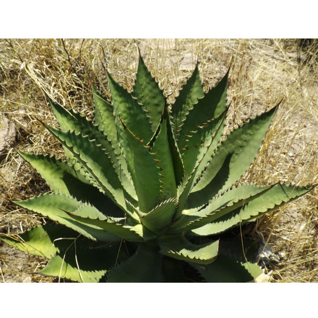 10pcs Agave inaequidens subsp. inaequidens Succulents Garden Plants - Seeds