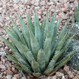 10pcs Agave mckelveyana Succulents Garden Plants - Seeds