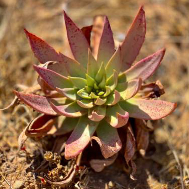 20pcs Dudleya lanceolata Succulents Garden Plants - Seeds
