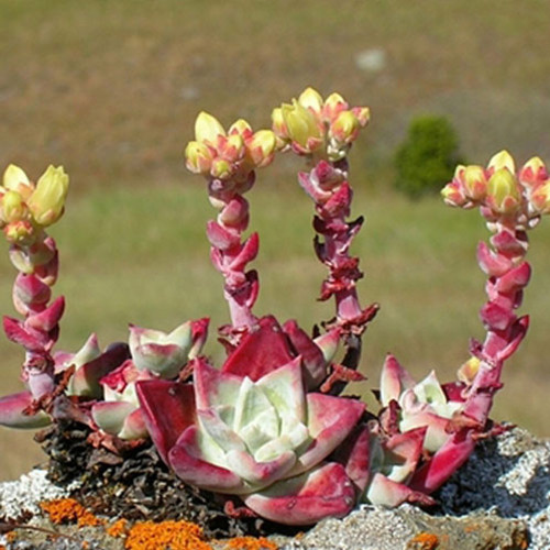 20pcs Dudleya cymosa Succulents Garden Plants - Seeds
