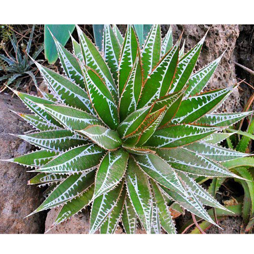 10pcs AGAVE impressa Succulents Garden Plants - Seeds