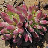 20pcs Dudleya acuminata Succulents Garden Plants - Seeds