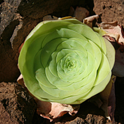 20pcs Greenovia diplocycla ex La Gomera - Alojera Succulents Garden Plants - Seeds