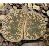 100pcs Lithops lesliei C341  Succulents Garden Plants - Seeds