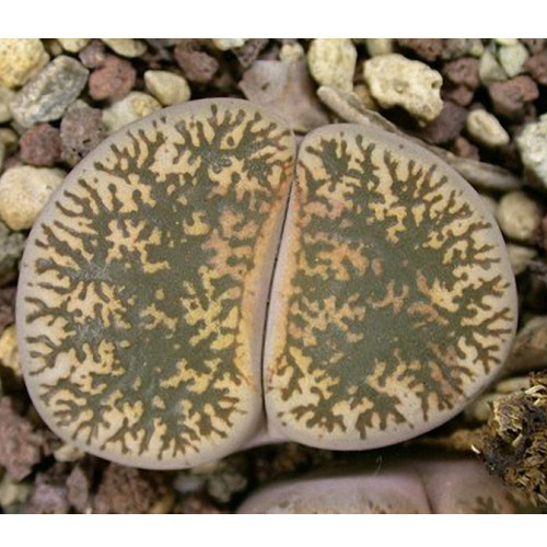 100pcs Lithops lesliei C341  Succulents Garden Plants - Seeds