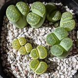 100pcs Lithops C56A  Succulents Garden Plants - Seeds