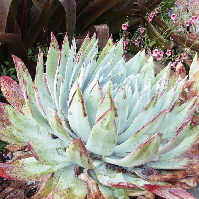 20pcs Dudleya brittonii Succulents Garden Plants - Seeds