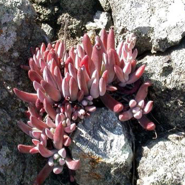 20pcs Dudleya abramsii Succulents Garden Plants - Seeds