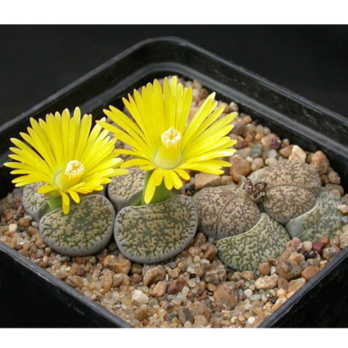 100pcs Lithops lesliei C341  Succulents Garden Plants - Seeds