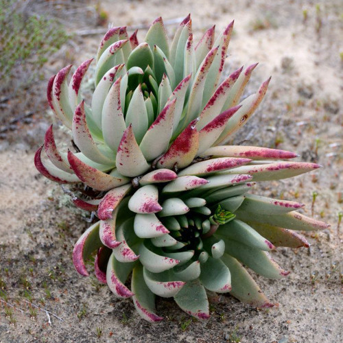 20pcs Dudleya cultrata Succulents Garden Plants - Seeds