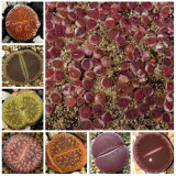 100pcs Lithops aucampiae Succulents Garden Plants - Seeds