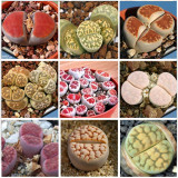 100pcs Lithops karasmonta Succulents Garden Plants - Seeds