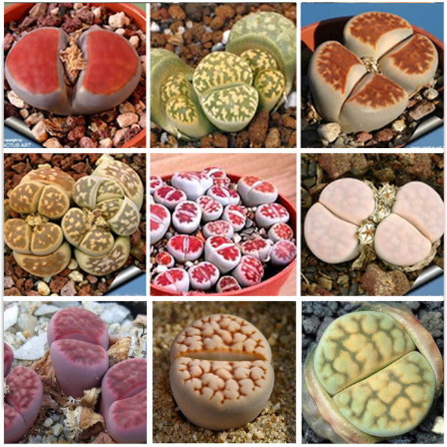 100pcs Lithops karasmonta Succulents Garden Plants - Seeds