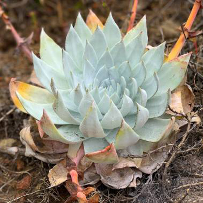 20pcs Dudleya anthonyi 'Mision' Succulents Garden Plants - Seeds