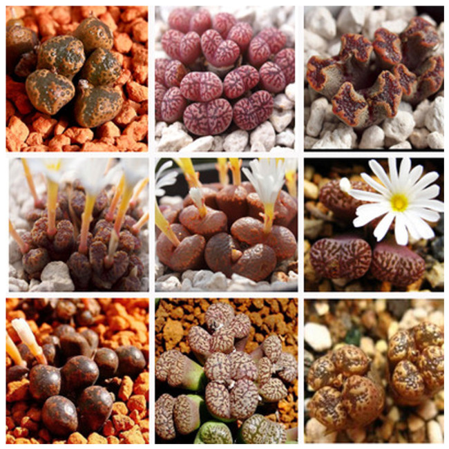 20pcs Multi-variety mixed Succulents Garden Plants - Seeds (Medal + Bird Hani + Butterfly Medal) Conophytum