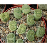 100pcs Lithops C56A  Succulents Garden Plants - Seeds