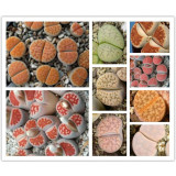 100pcs Lithops karasmonta Succulents Garden Plants - Seeds