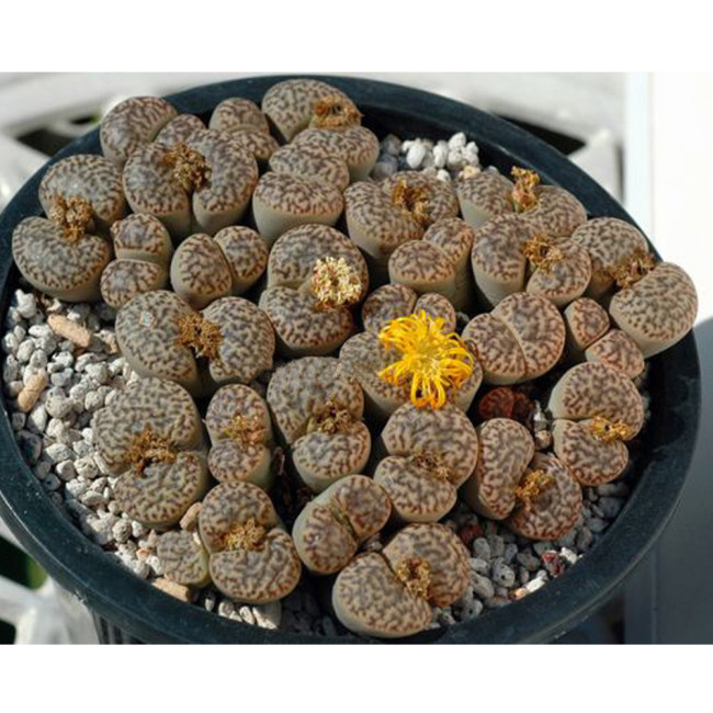 100pcs Lithops bromfieldii C43 Succulents Garden Plants - Seeds