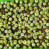 100pcs Lithops C56A  Succulents Garden Plants - Seeds