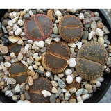 100pcs LITHOPS aucampiae C298  Succulents Garden Plants - Seeds