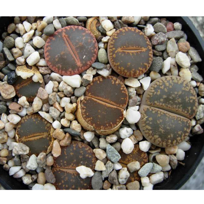 100pcs LITHOPS aucampiae C298  Succulents Garden Plants - Seeds