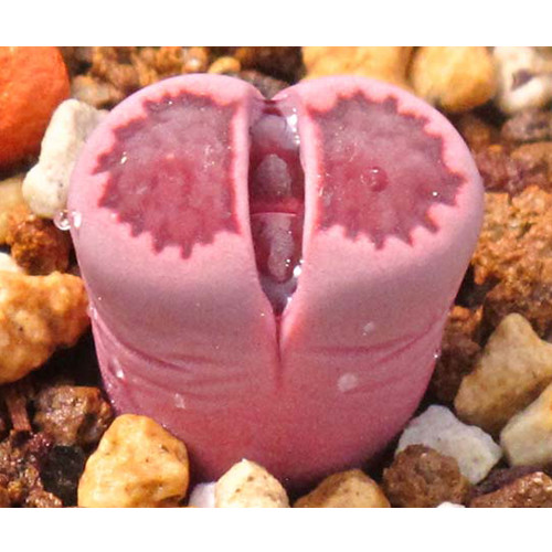 100pcs Lithops salicola Bacchus Succulents Garden Plants - Seeds