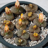 100pcs Lithops bromfieldii C382 Succulents Garden Plants - Seeds