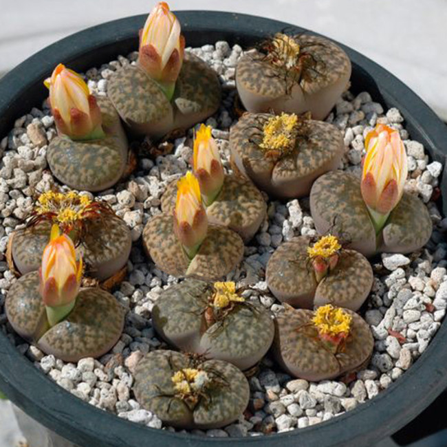 100pcs Lithops bromfieldii C382 Succulents Garden Plants - Seeds