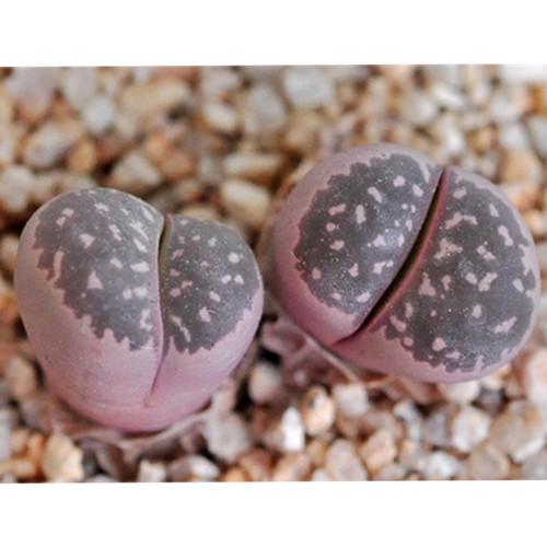 100pcs olivacea C109A  Succulents Garden Plants - Seeds