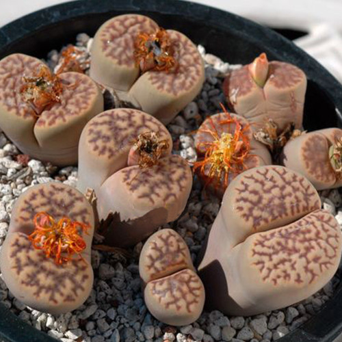 100pcs Lithops bromfieldii C348 Succulents Garden Plants - Seeds