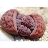 100pcs  L. karasmontana C369B Succulents Garden Plants - Seeds