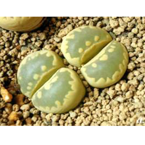 100pcs Lithops otzeniana green attempts Succulents Garden Plants - Seeds
