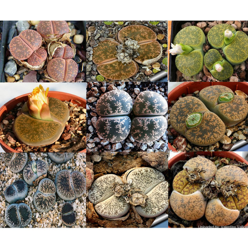 100pcs LITHOPS lesliei mix Succulents Garden Plants - Seeds