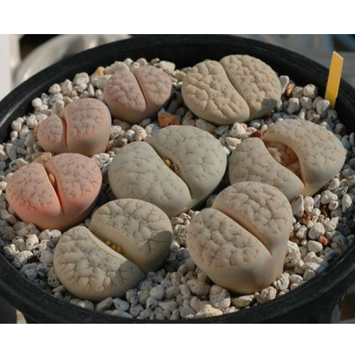 100pcs  Lithops gracilidelineata C385 Succulents Garden Plants - Seeds