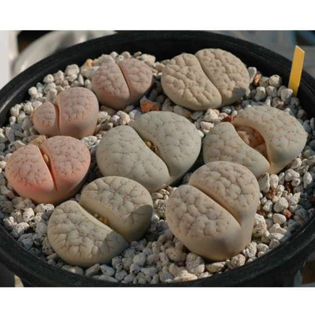 100pcs Lithops gracilidelineata C385 Succulents Garden Plants - Seeds