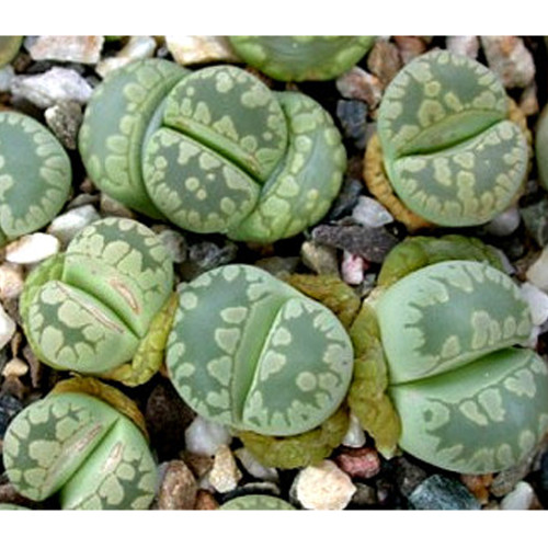 100pcs Lithops otzeniana C128A Succulents Garden Plants - Seeds