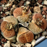 100pcs LITHOPS aucampiae C46 Succulents Garden Plants - Seeds